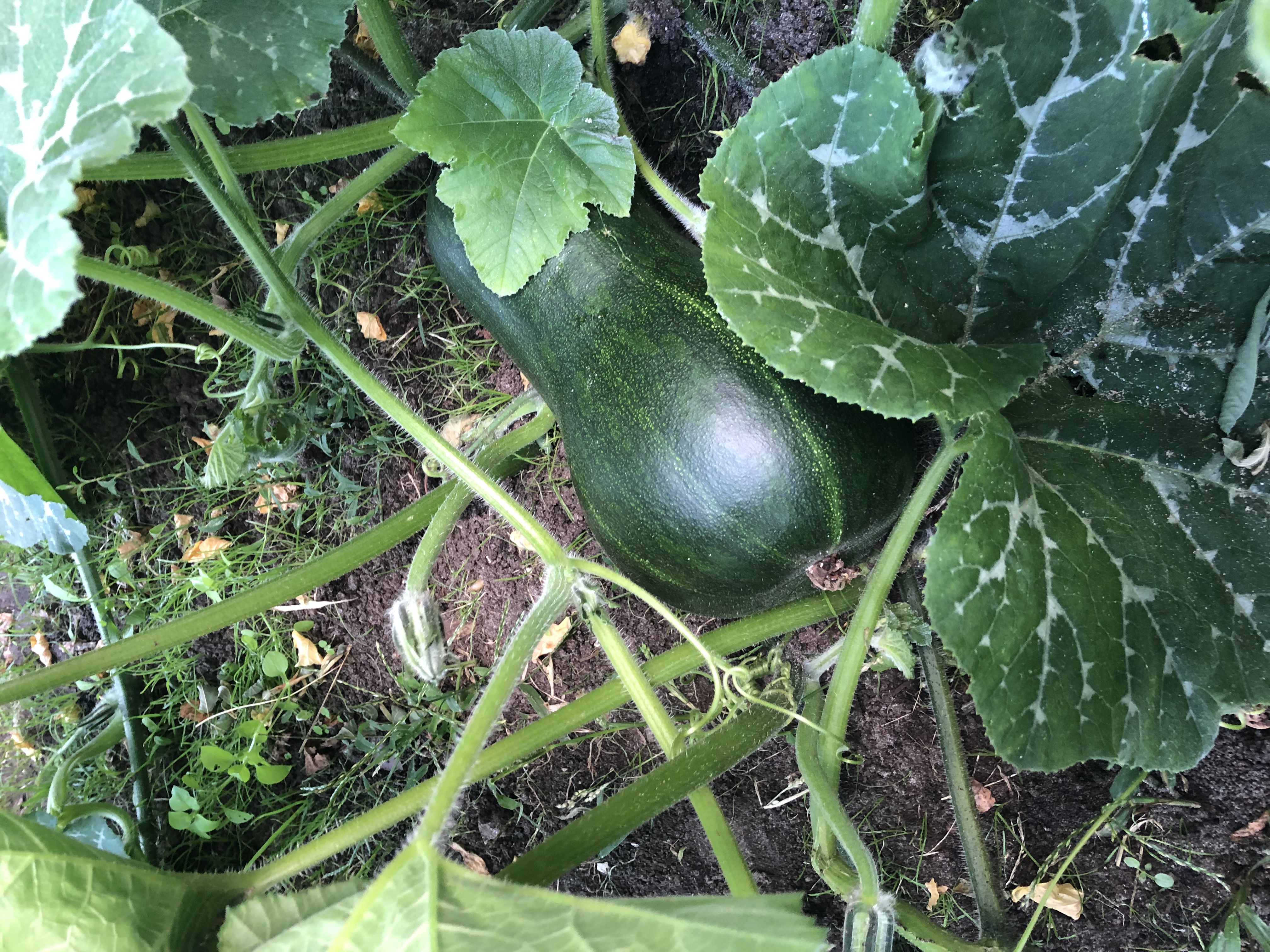 Thema de moestuin werpt zijn vruchten af! 